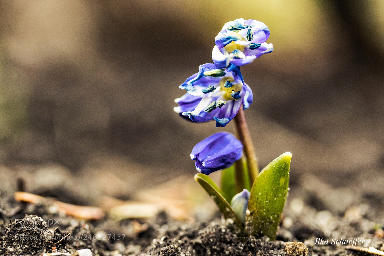 Canon EOS 80D sample photo. Scilla bifolia  photography