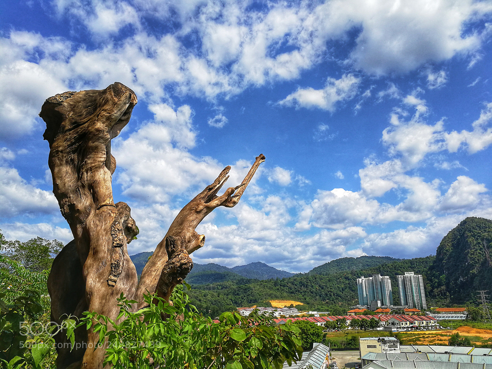 HUAWEI Mate 9 sample photo. Wood photography