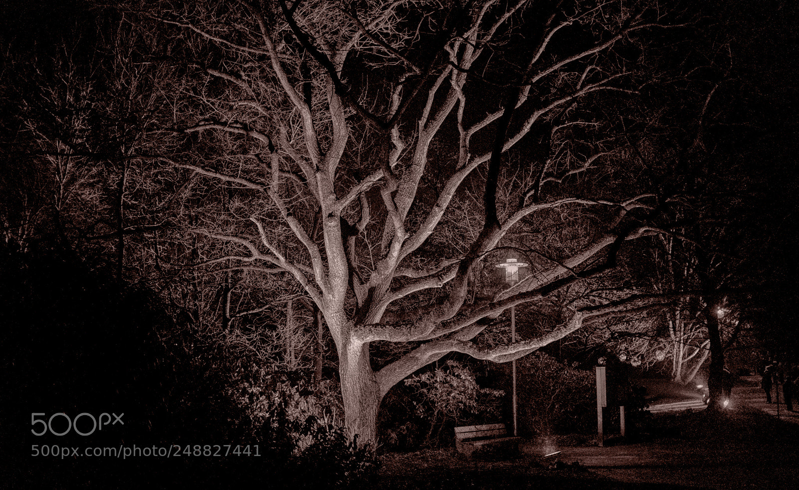 Fujifilm X100F sample photo. Der baum an der photography
