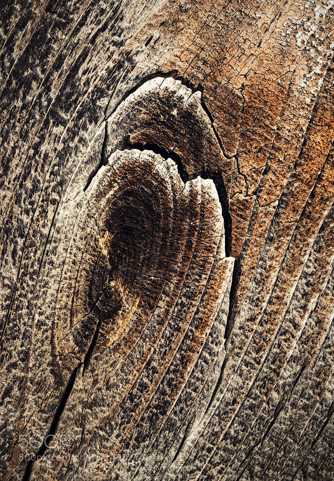 Nikon D5500 sample photo. Detail of old dry photography