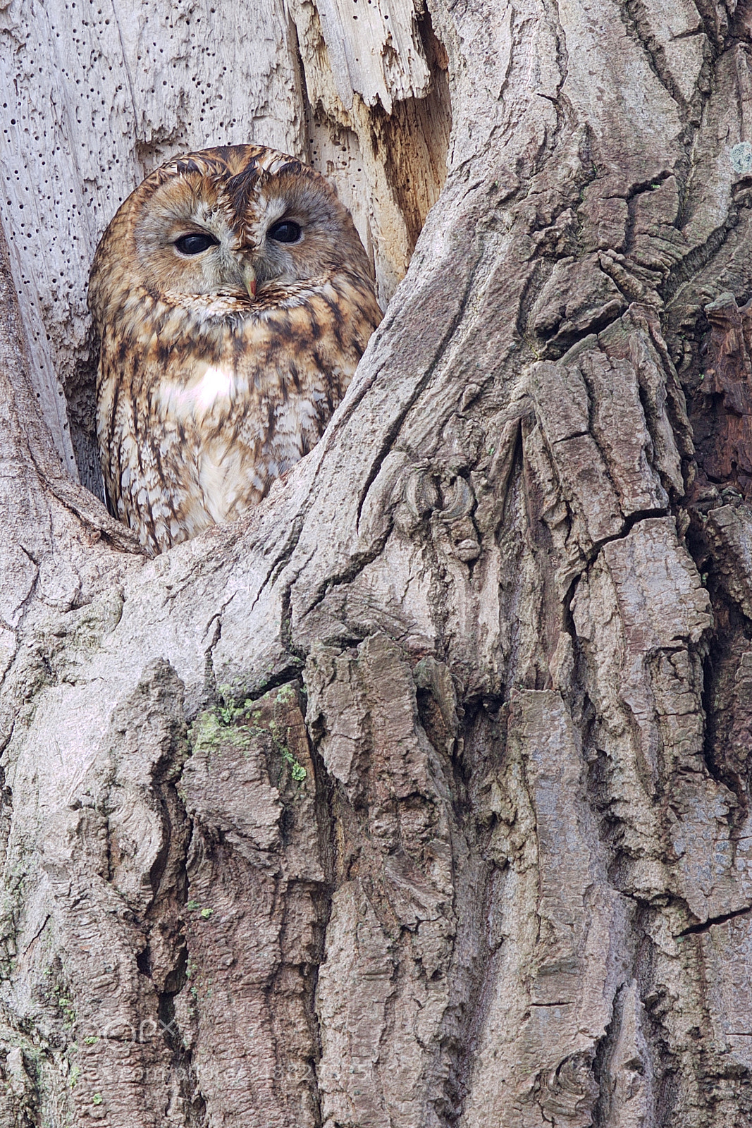Canon EOS 7D Mark II sample photo. Tawny owl photography