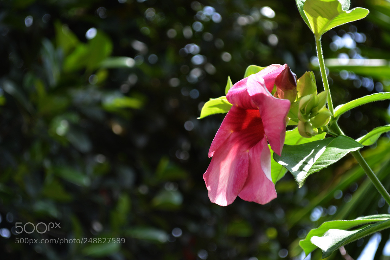 Nikon D5200 sample photo. Dsc photography