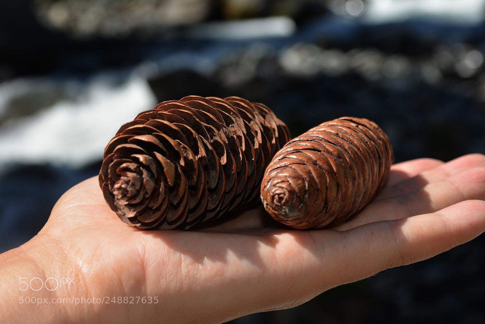 Nikon D5200 sample photo. Dsc photography