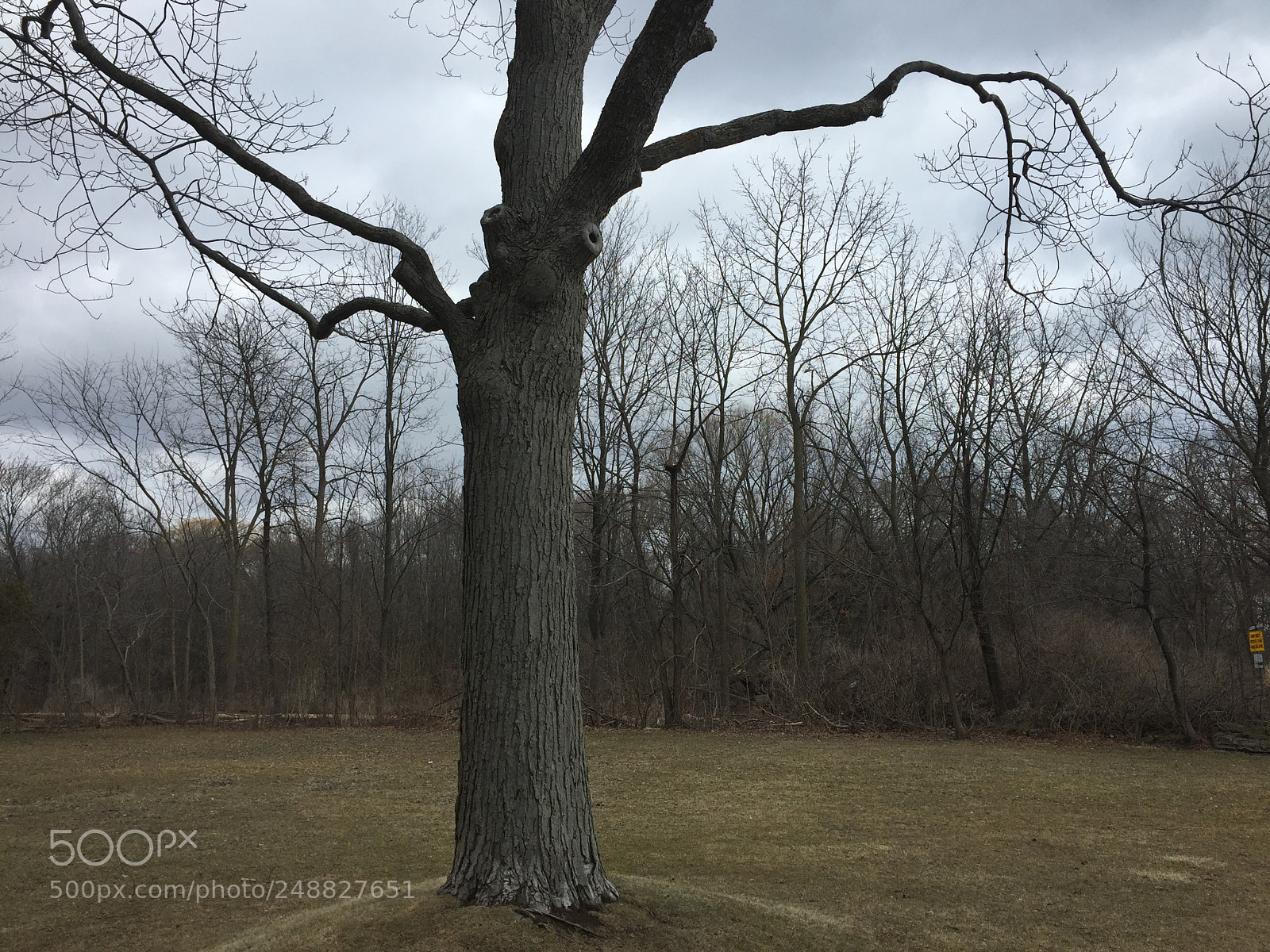 Apple iPhone 6 sample photo. Untitled photography