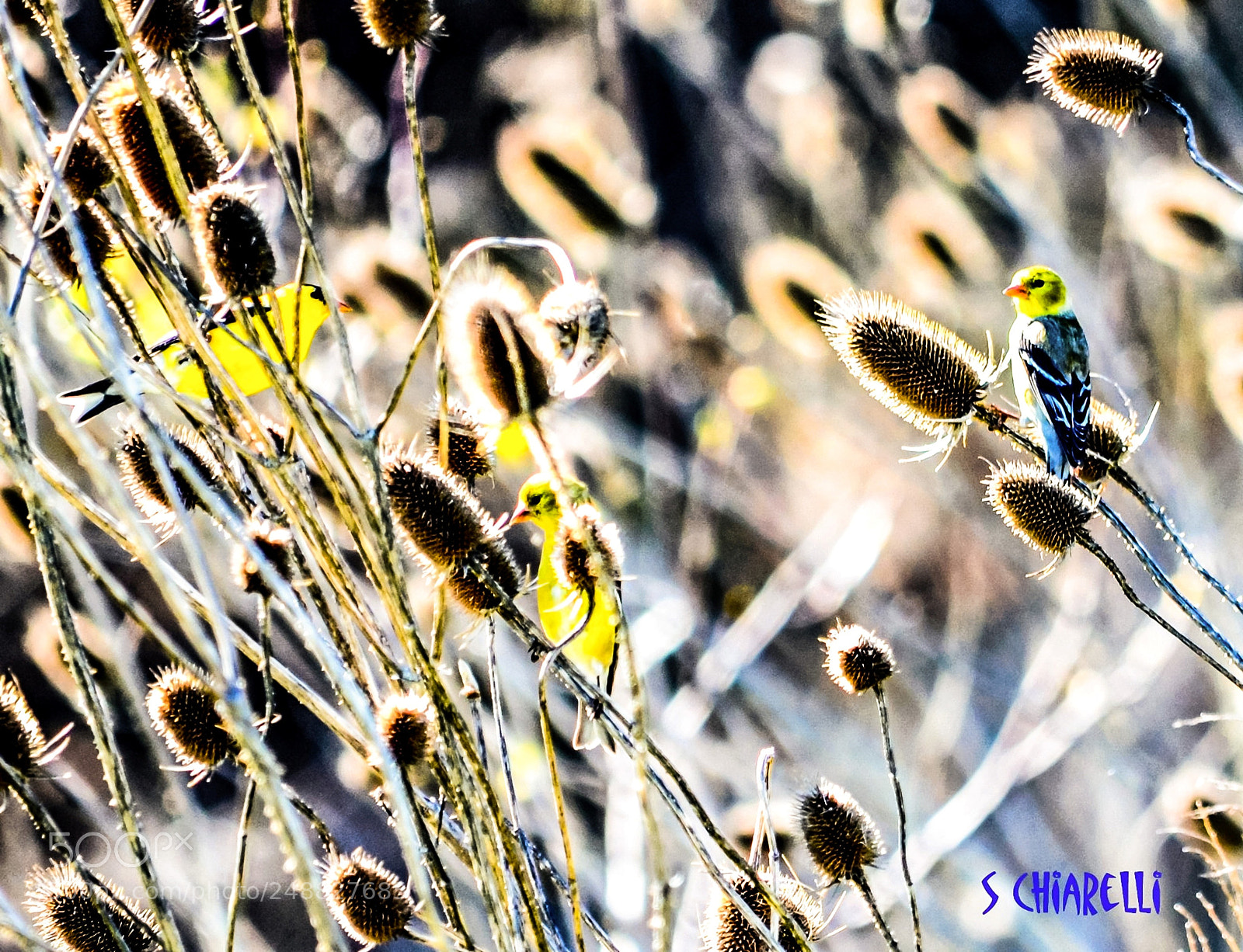 Nikon D5100 sample photo. Anticipating spring photography