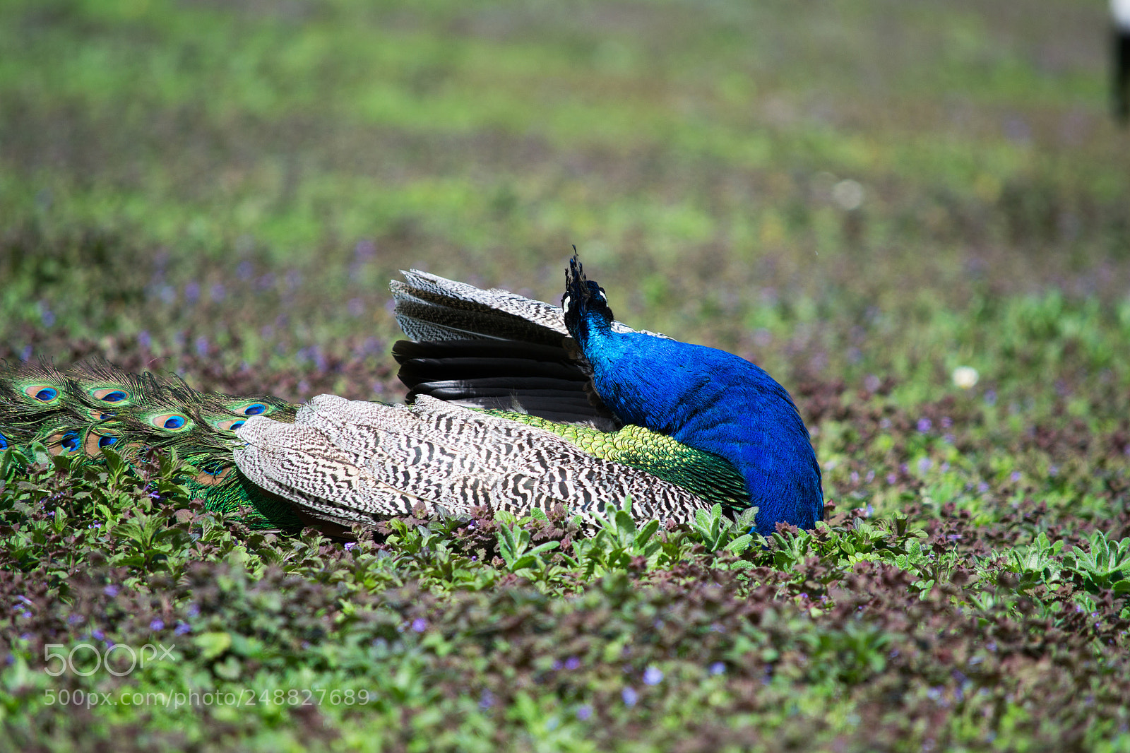 Nikon D3100 sample photo. Le paon cam l photography