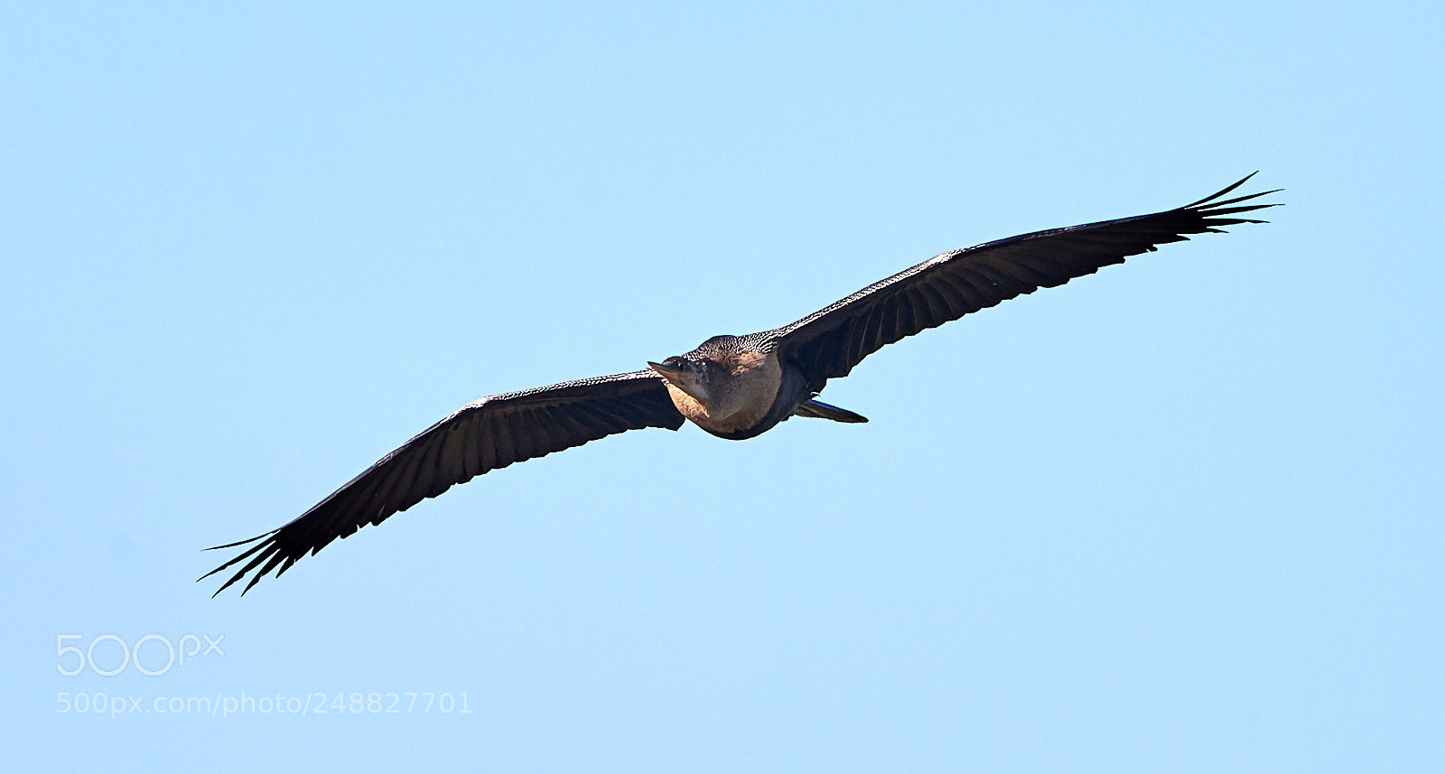Canon EOS-1D X Mark II sample photo. 03-10-18-0006881.jpg photography
