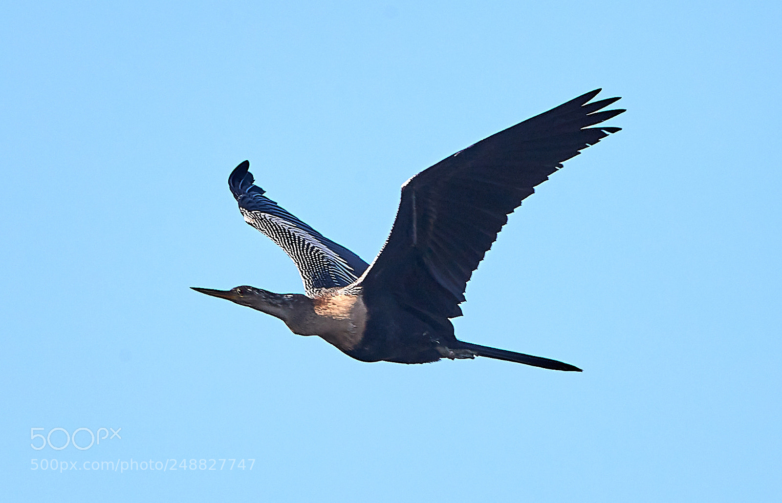 Canon EOS-1D X Mark II sample photo. 03-10-18-0006875.jpg photography