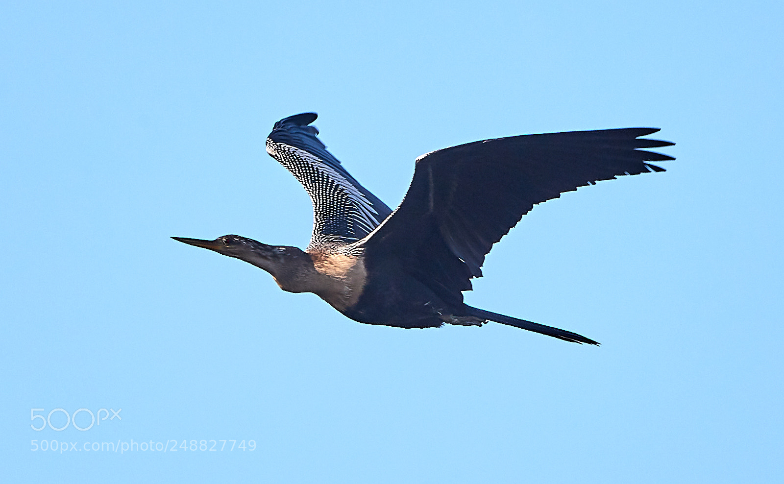 Canon EOS-1D X Mark II sample photo. 03-10-18-0006874.jpg photography