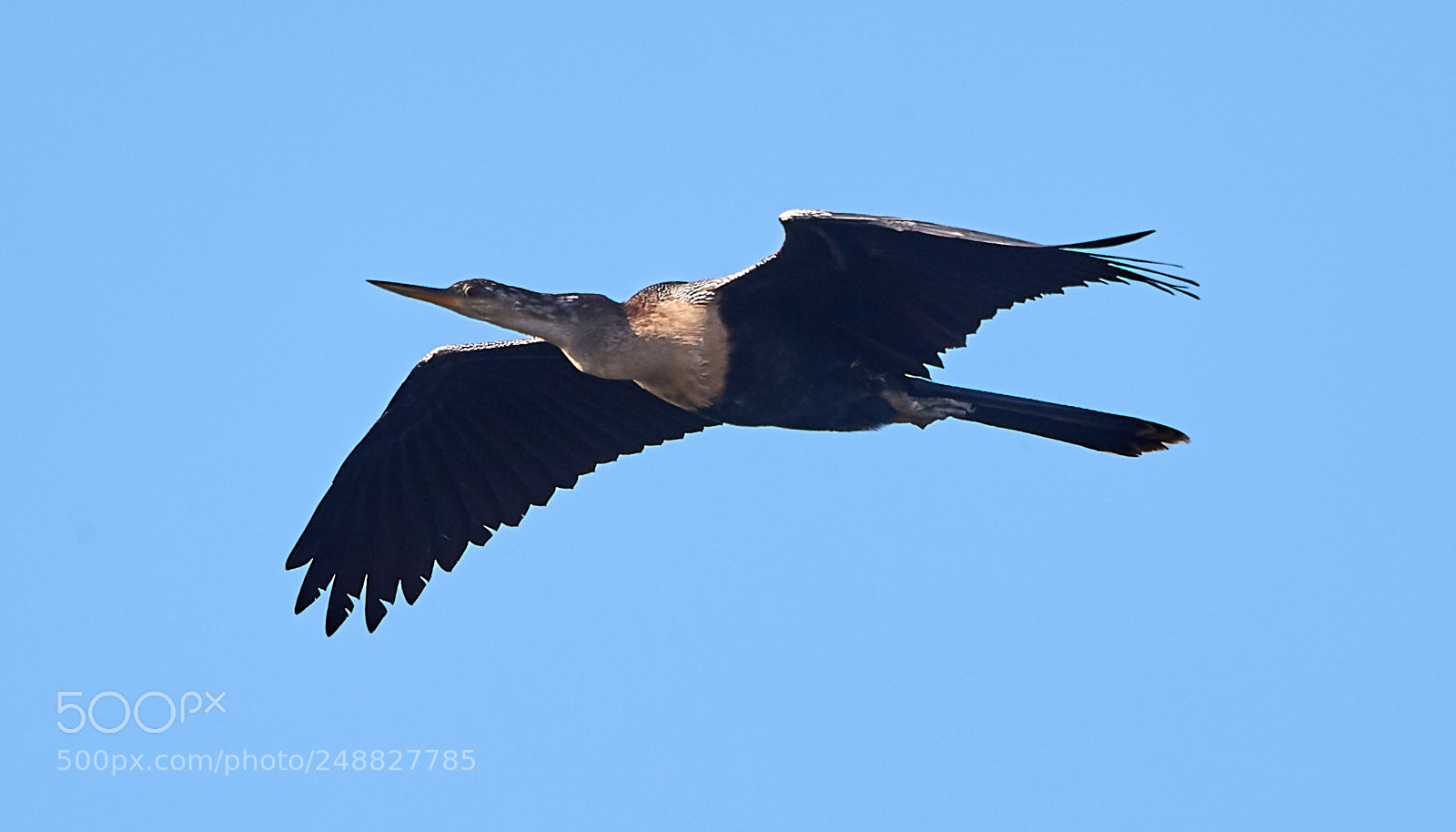 Canon EOS-1D X Mark II sample photo. 03-10-18-0006871.jpg photography