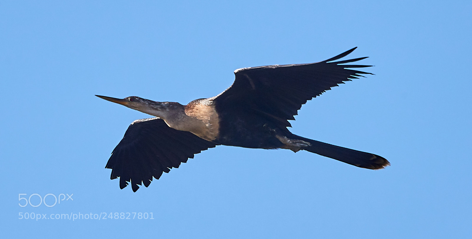 Canon EOS-1D X Mark II sample photo. 03-10-18-0006869.jpg photography