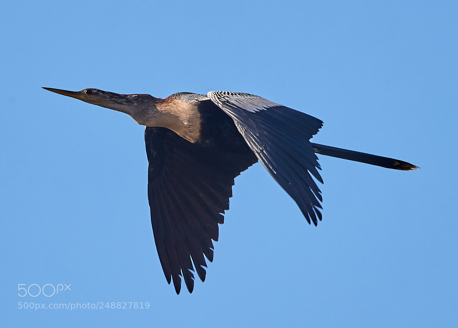 Canon EOS-1D X Mark II sample photo. 03-10-18-0006866.jpg photography