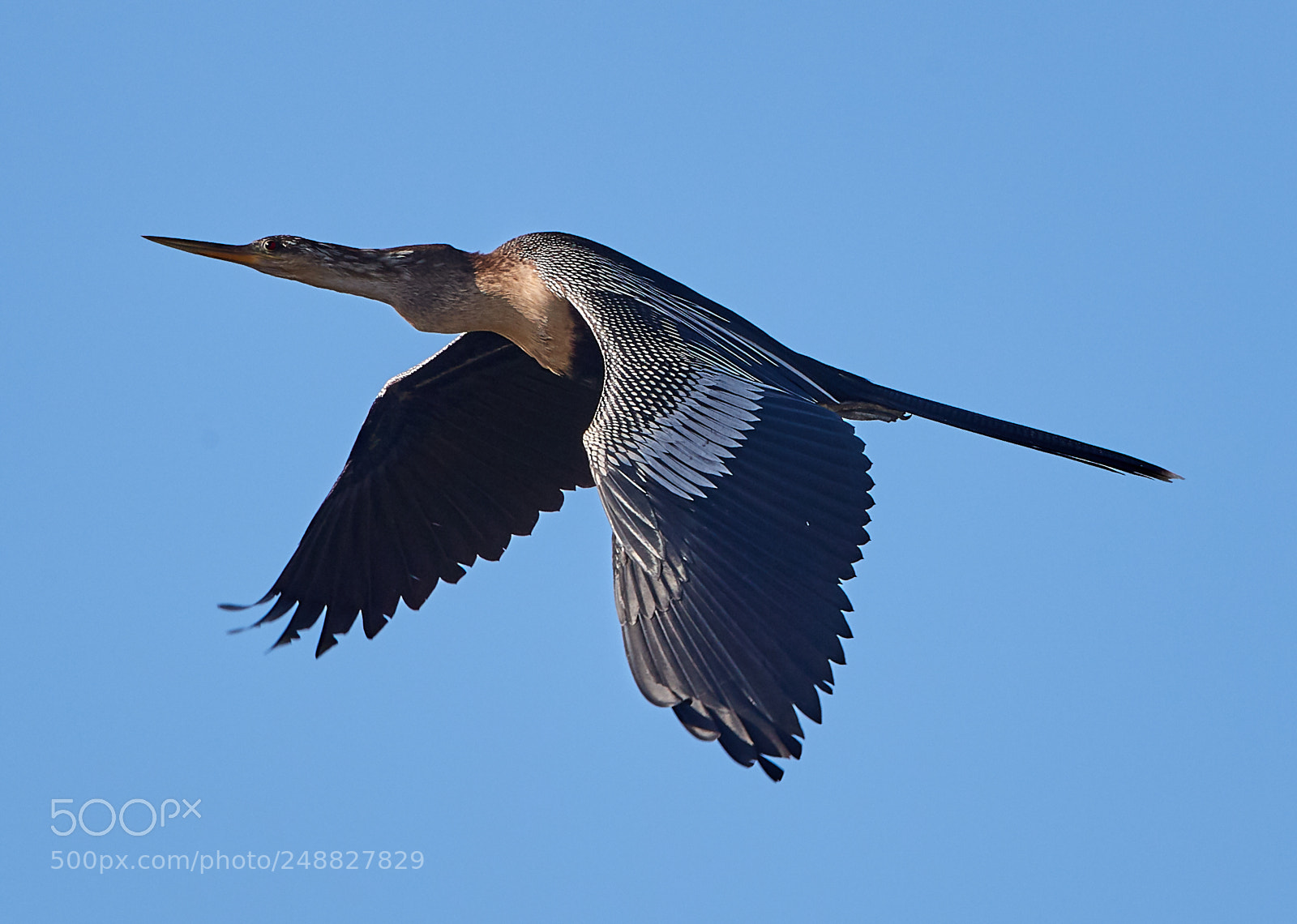 Canon EOS-1D X Mark II sample photo. 03-10-18-0006864.jpg photography