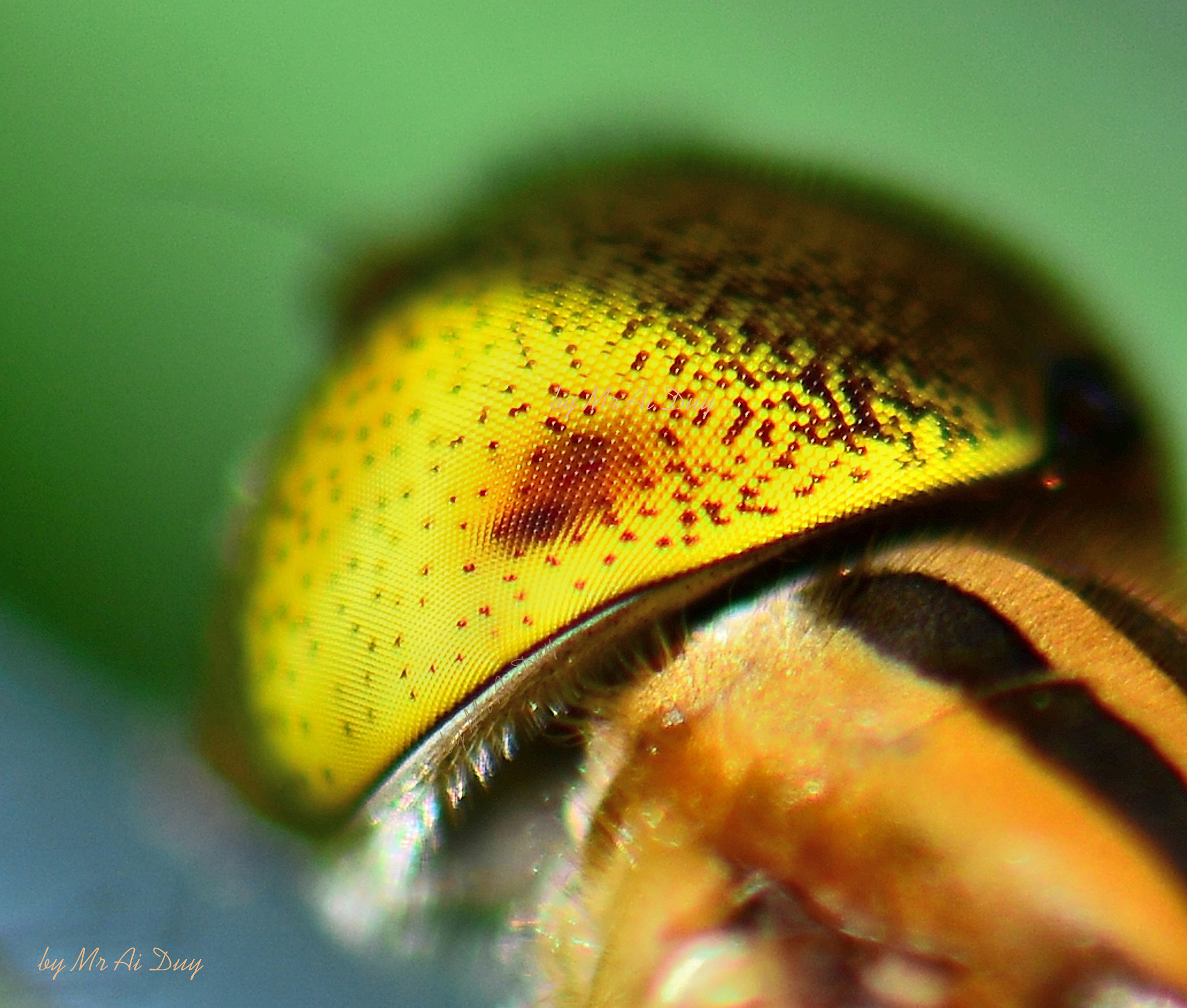 Nikon AF-S Micro-Nikkor 105mm F2.8G IF-ED VR sample photo. Hoverfly's eyes_from one side photography
