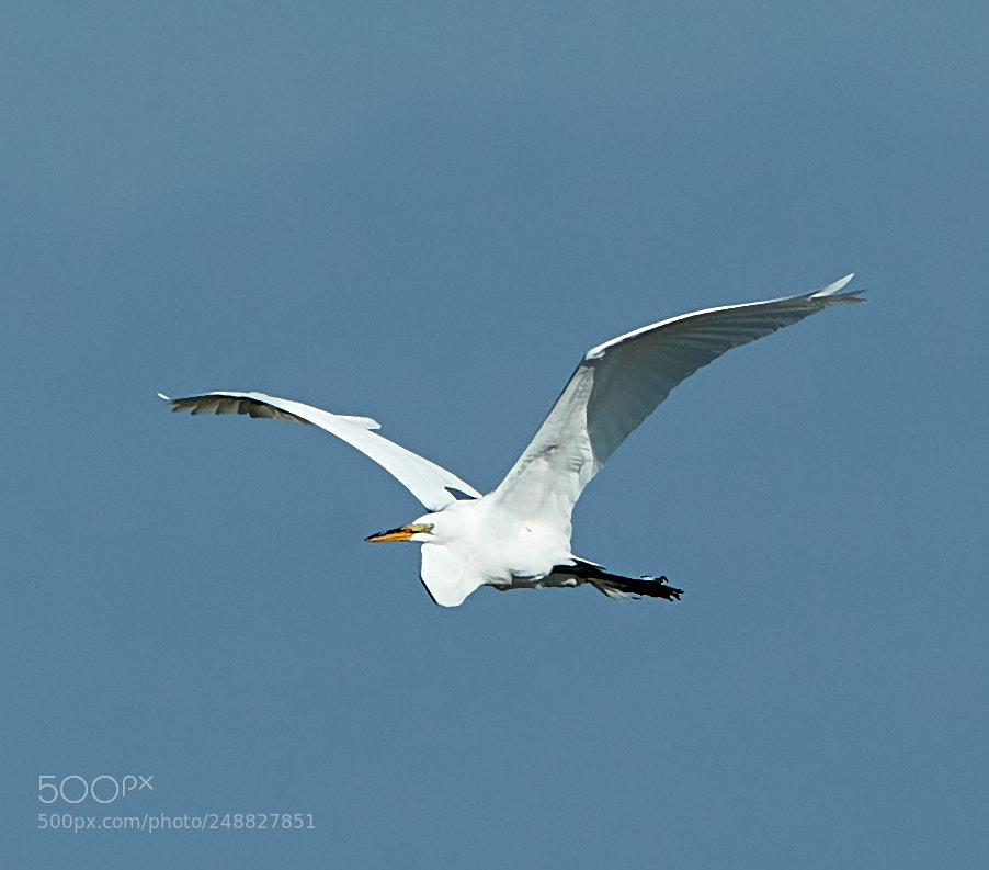 Canon EOS-1D X Mark II sample photo. 03-10-18-0006852.jpg photography