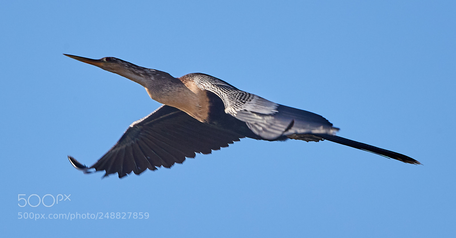 Canon EOS-1D X Mark II sample photo. 03-10-18-0006861.jpg photography