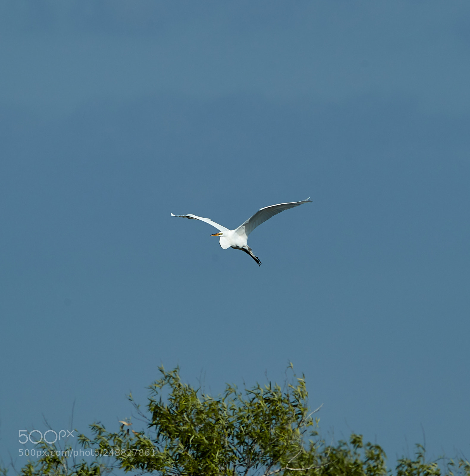 Canon EOS-1D X Mark II sample photo. 03-10-18-0006853.jpg photography