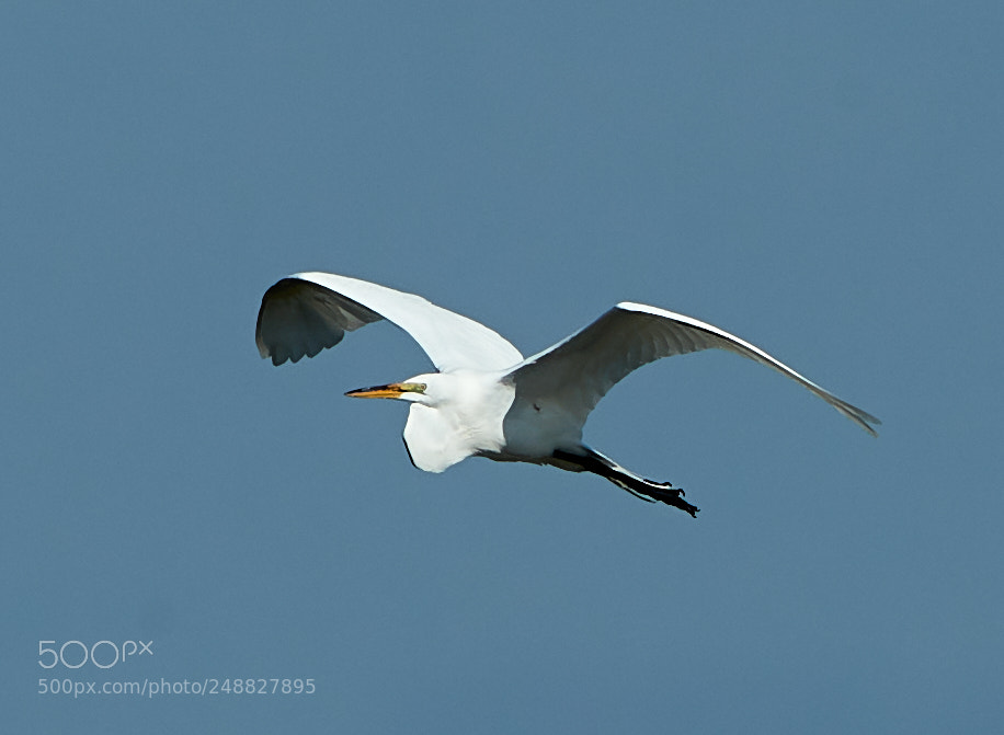 Canon EOS-1D X Mark II sample photo. 03-10-18-0006851.jpg photography