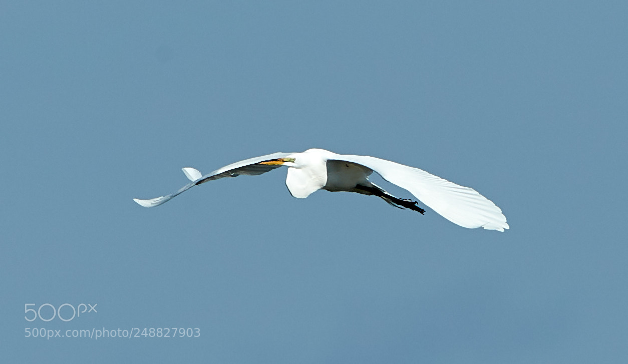 Canon EOS-1D X Mark II sample photo. 03-10-18-0006850.jpg photography