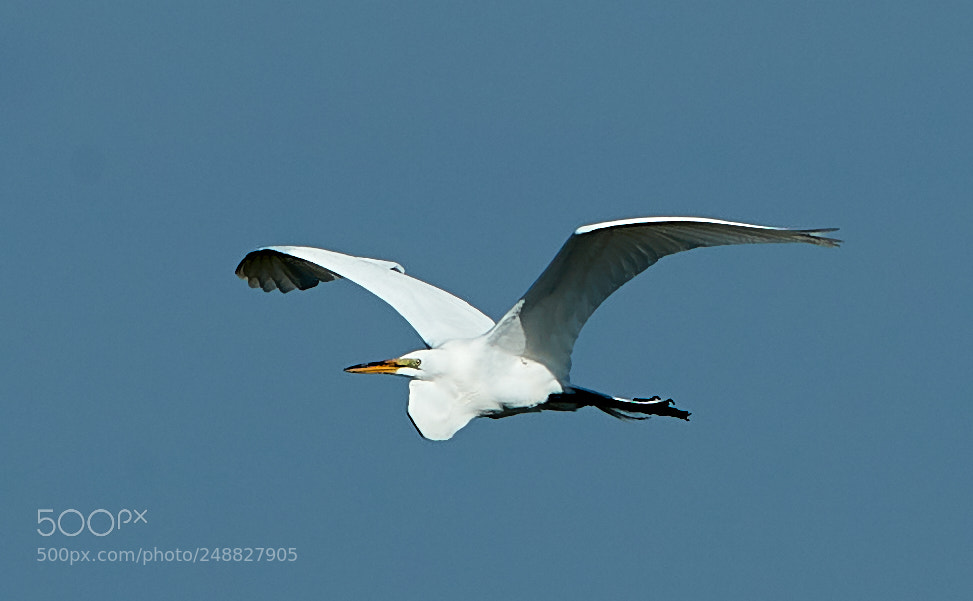 Canon EOS-1D X Mark II sample photo. 03-10-18-0006849.jpg photography