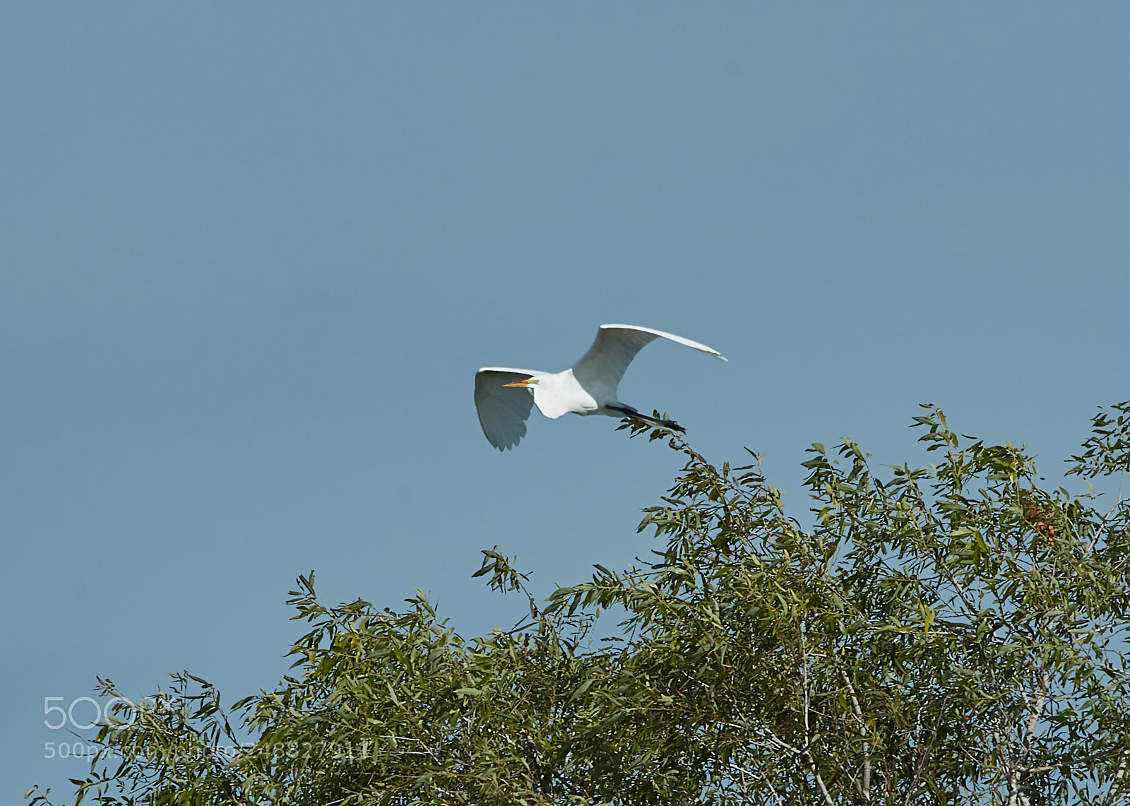 Canon EOS-1D X Mark II sample photo. 03-10-18-0006847.jpg photography