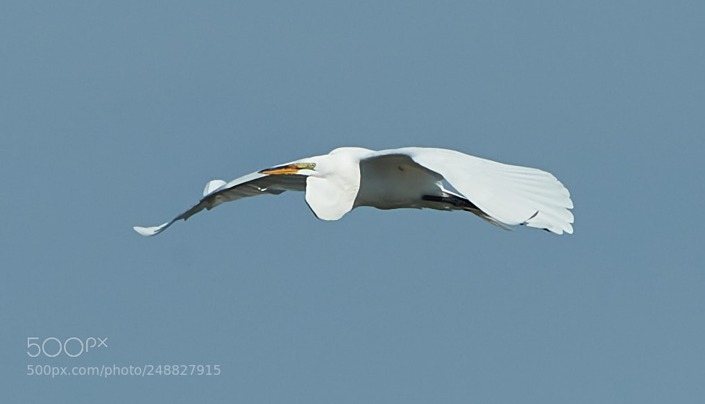 Canon EOS-1D X Mark II sample photo. 03-10-18-0006846 1.jpg photography
