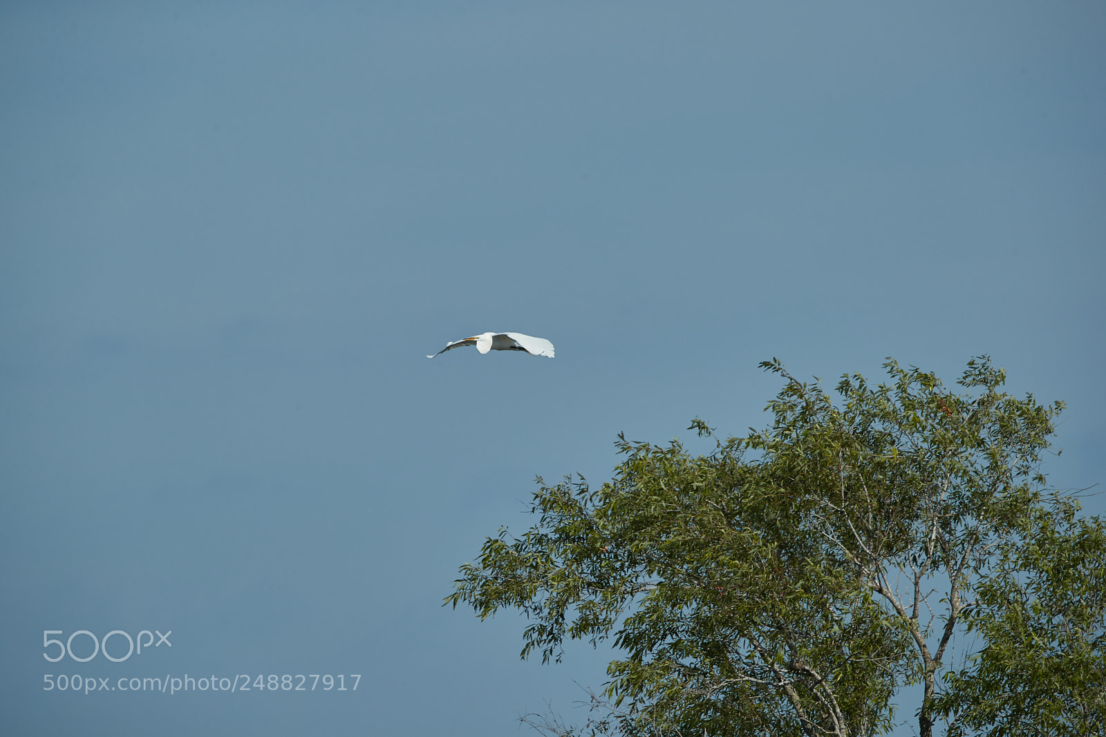 Canon EOS-1D X Mark II sample photo. 03-10-18-0006846.jpg photography