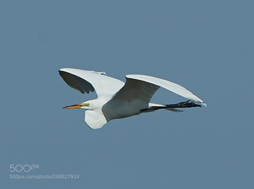 Canon EOS-1D X Mark II sample photo. 03-10-18-0006845.jpg photography