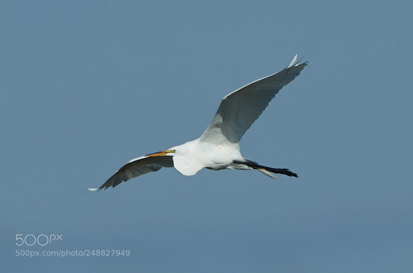 Canon EOS-1D X Mark II sample photo. 03-10-18-0006842.jpg photography