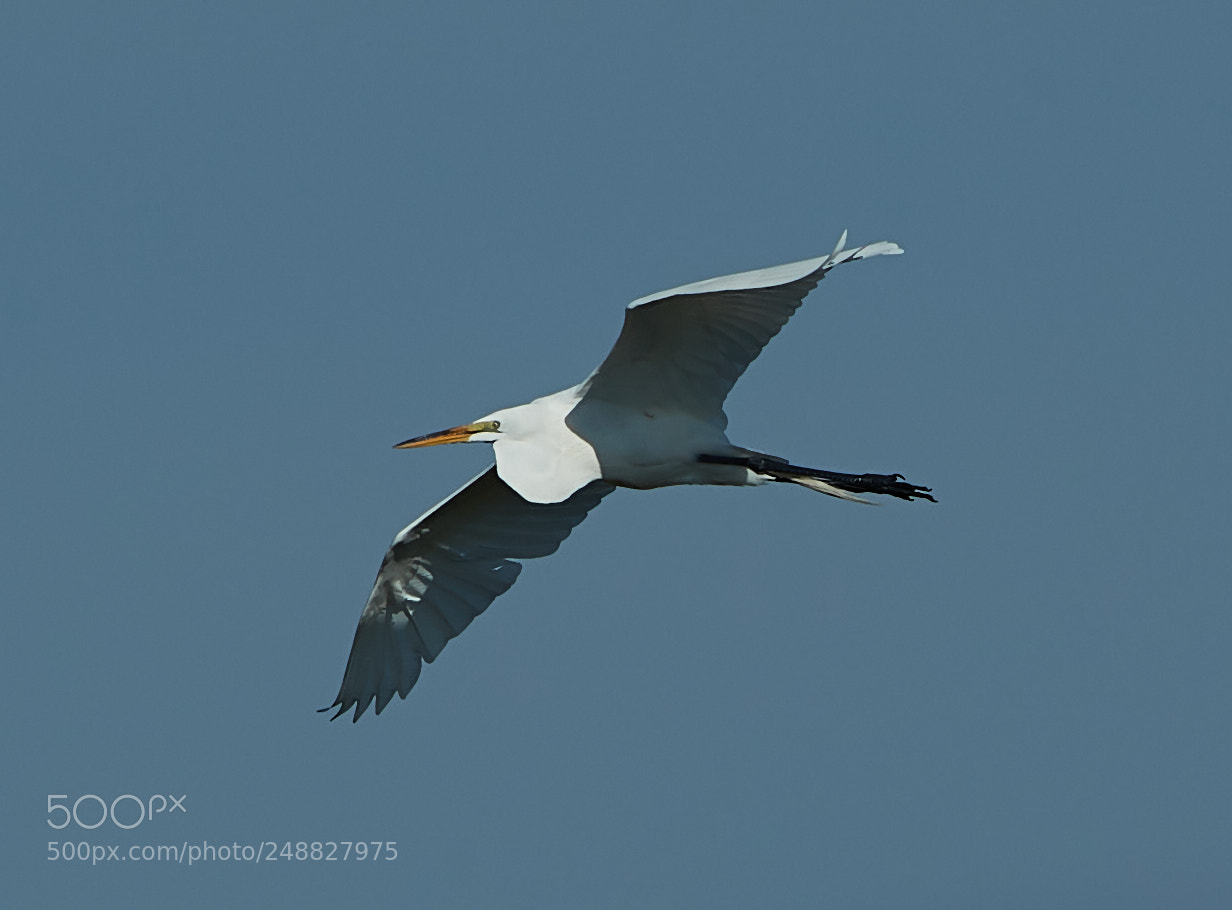 Canon EOS-1D X Mark II sample photo. 03-10-18-0006840.jpg photography