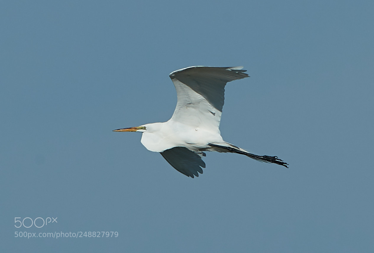 Canon EOS-1D X Mark II sample photo. 03-10-18-0006839.jpg photography