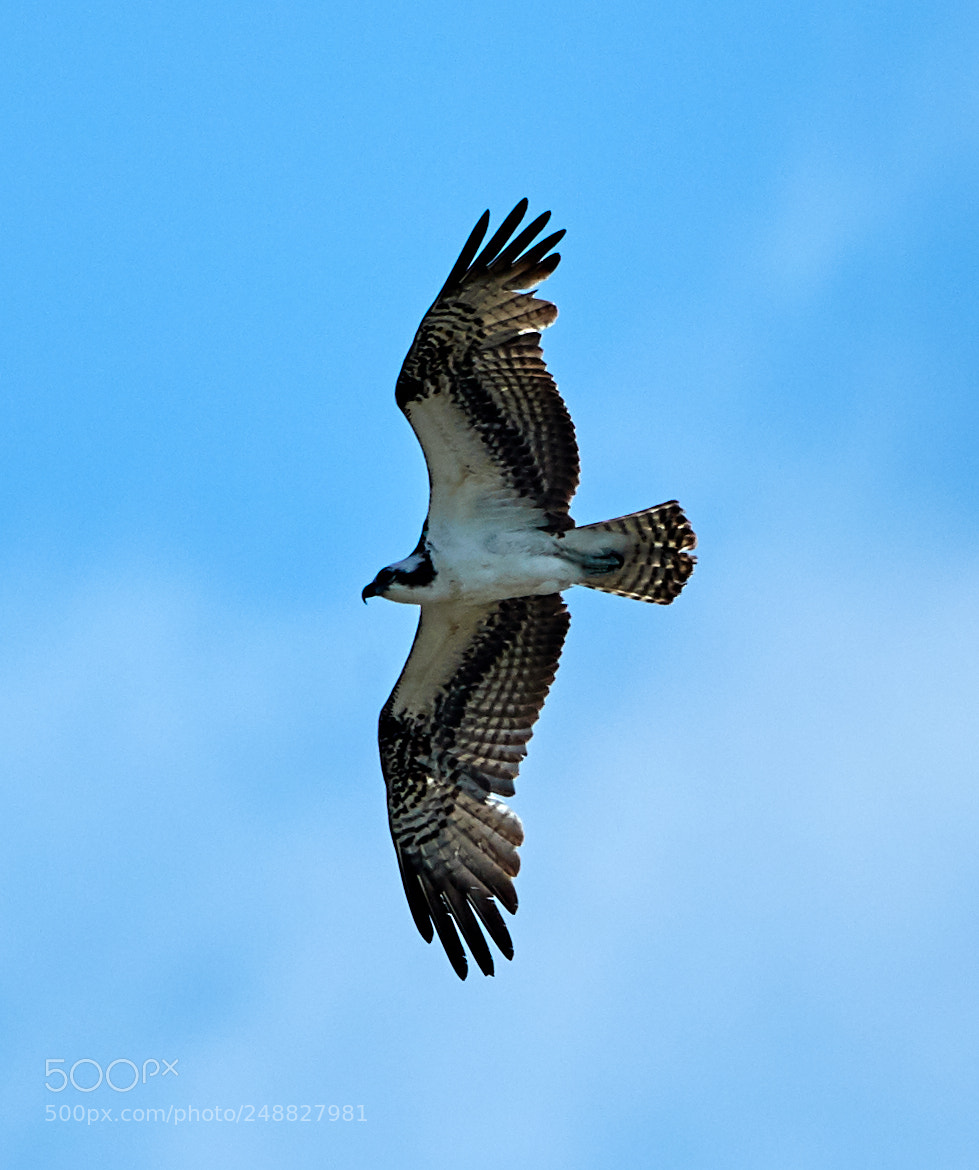 Canon EOS-1D X Mark II sample photo. 03-10-18-0006838.jpg photography