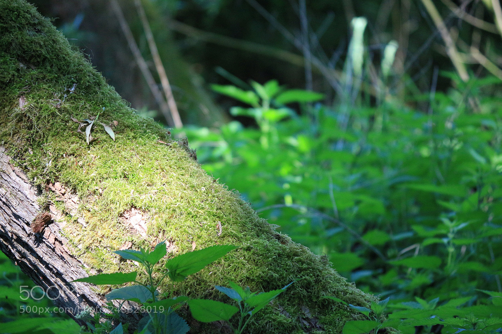 Canon EF-S 55-250mm F4-5.6 IS II sample photo. Bright mossy trunk photography