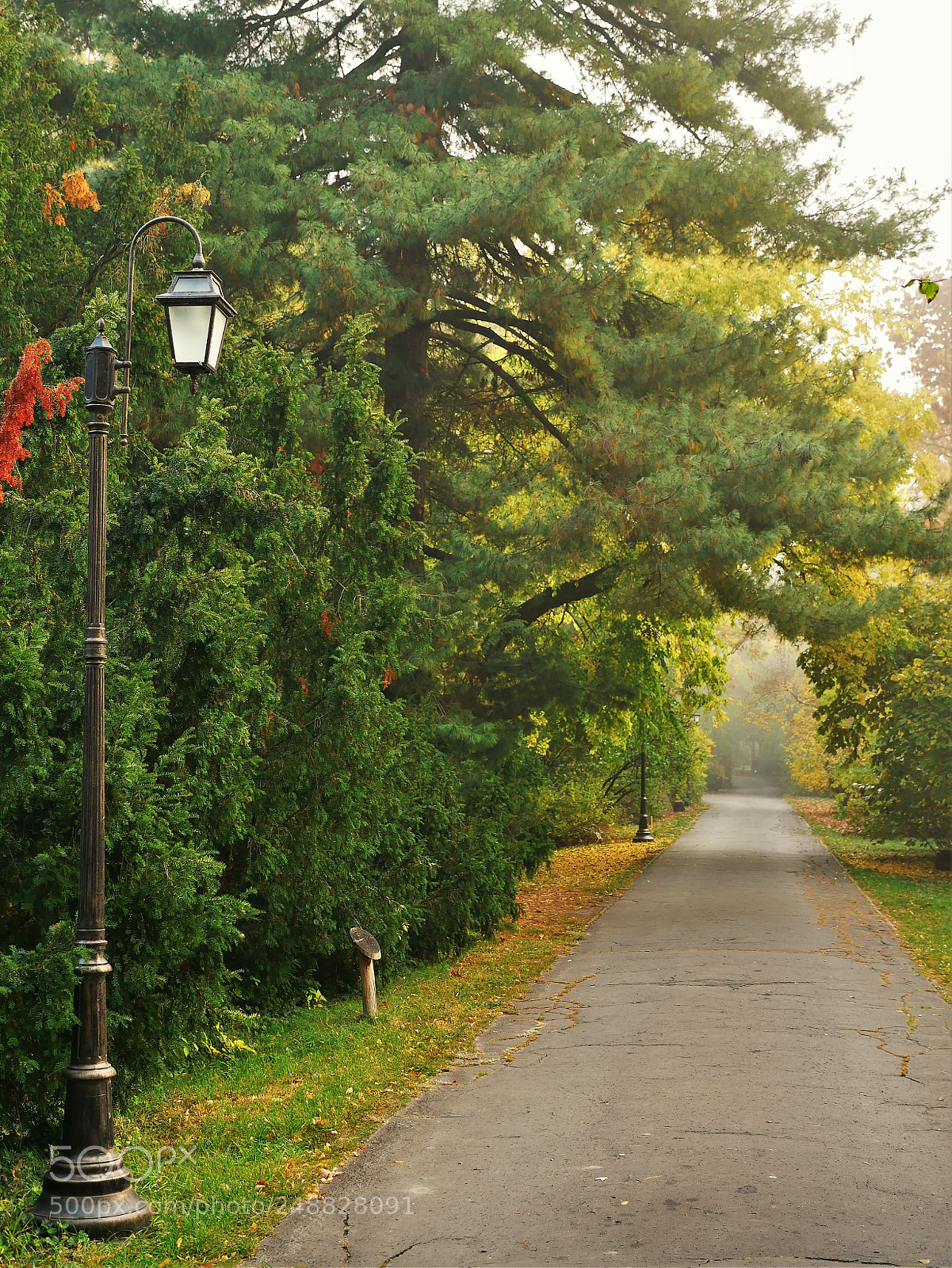 Panasonic Lumix DMC-GX85 (Lumix DMC-GX80 / Lumix DMC-GX7 Mark II) sample photo. Autumn walk photography