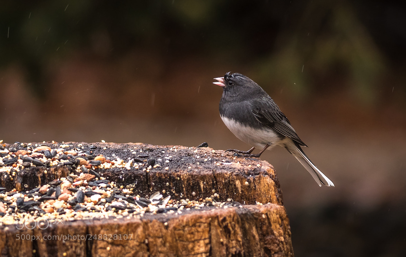 Nikon D500 sample photo. Junco in early spring photography