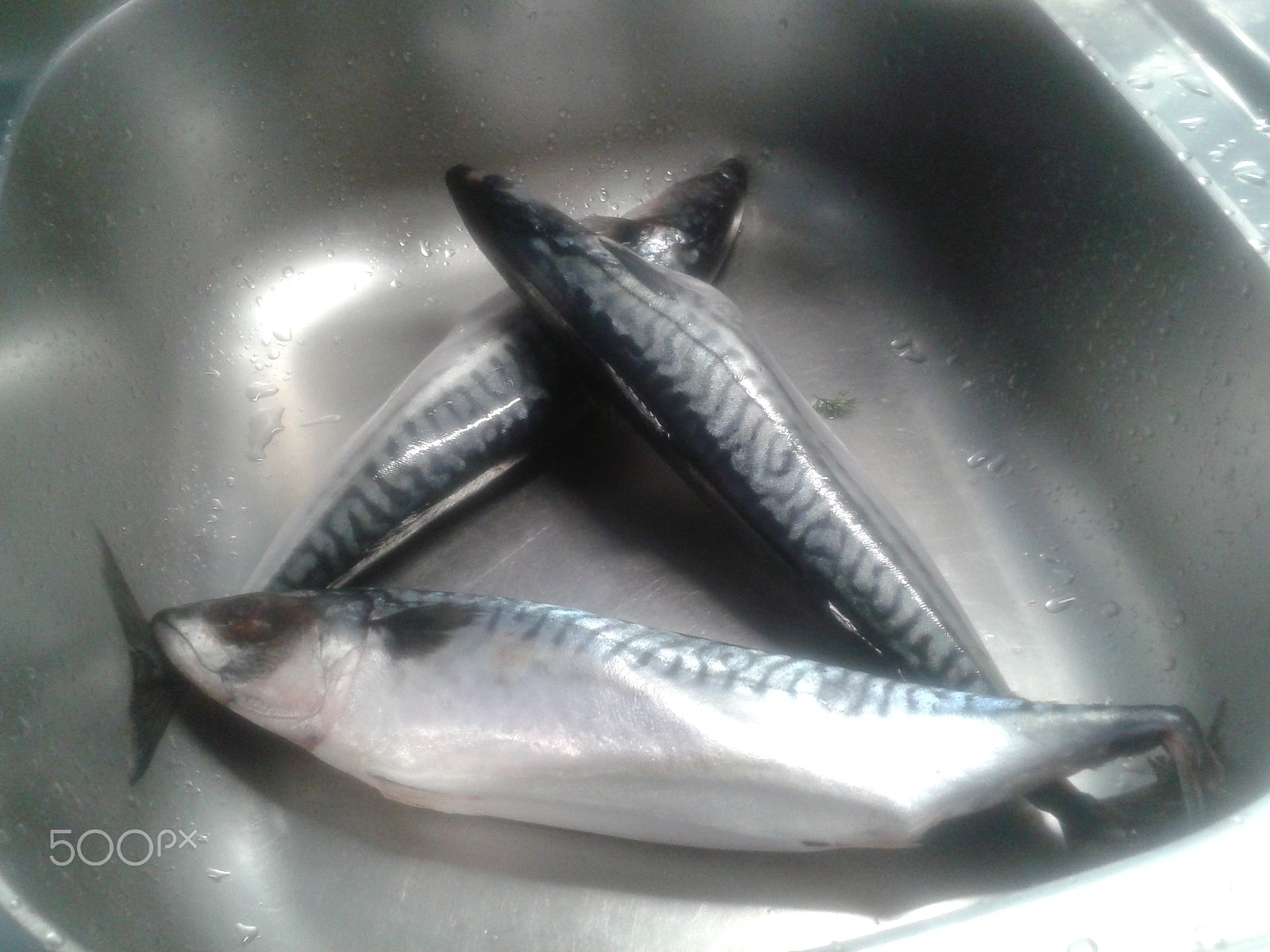 Samsung GT-S5610 sample photo. Three mackerels / три скумбрии photography