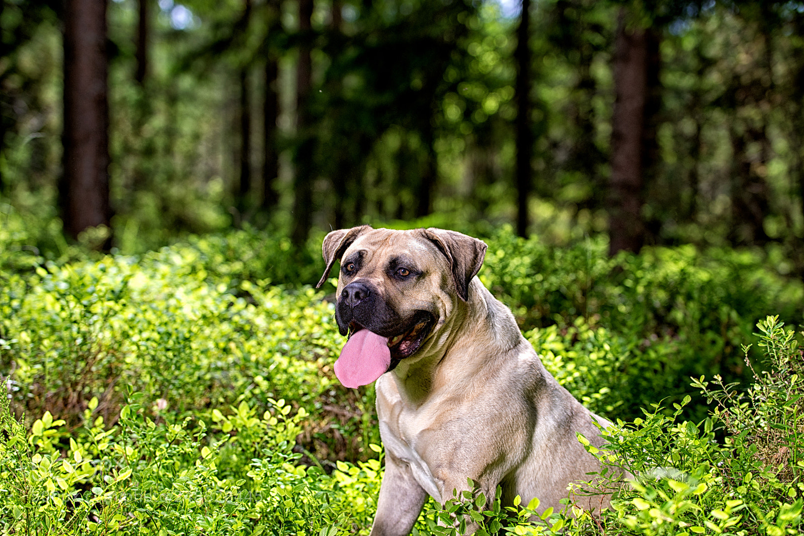 Nikon D7200 sample photo. Out in the forest photography