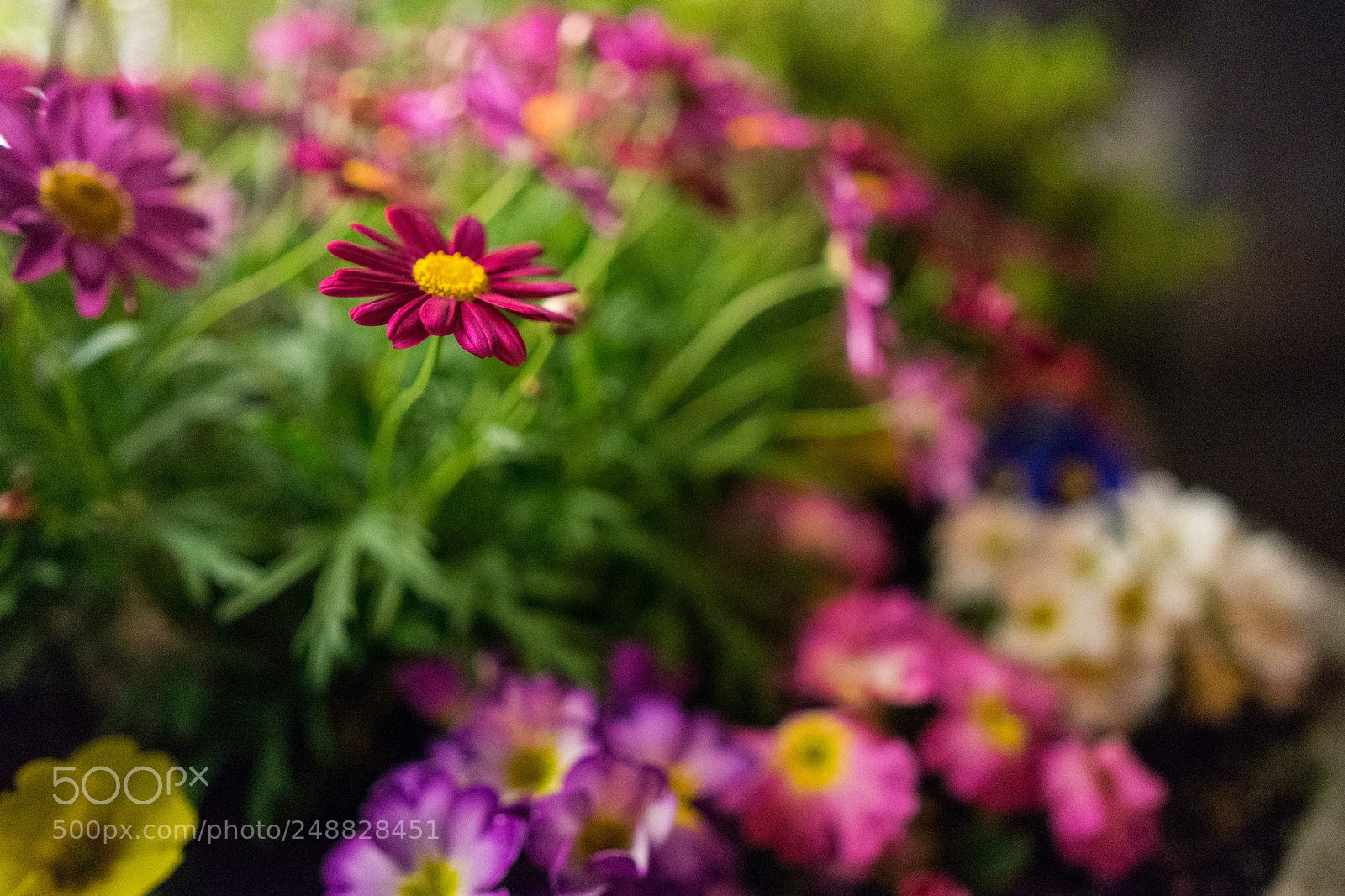 Sony a7 II sample photo. Untitled photography