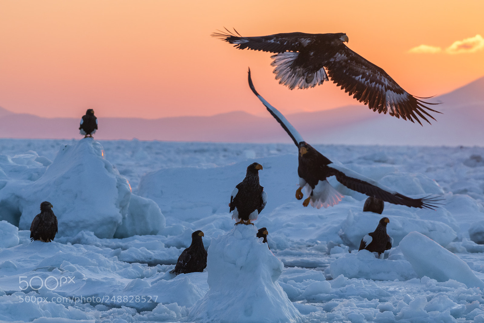 Nikon D850 sample photo. Eagles all over the photography