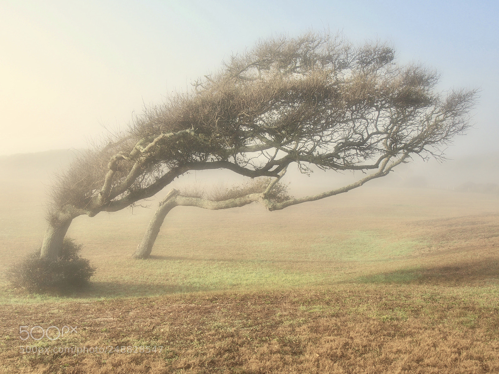 Olympus PEN E-PL6 sample photo. Portrait of an oak photography