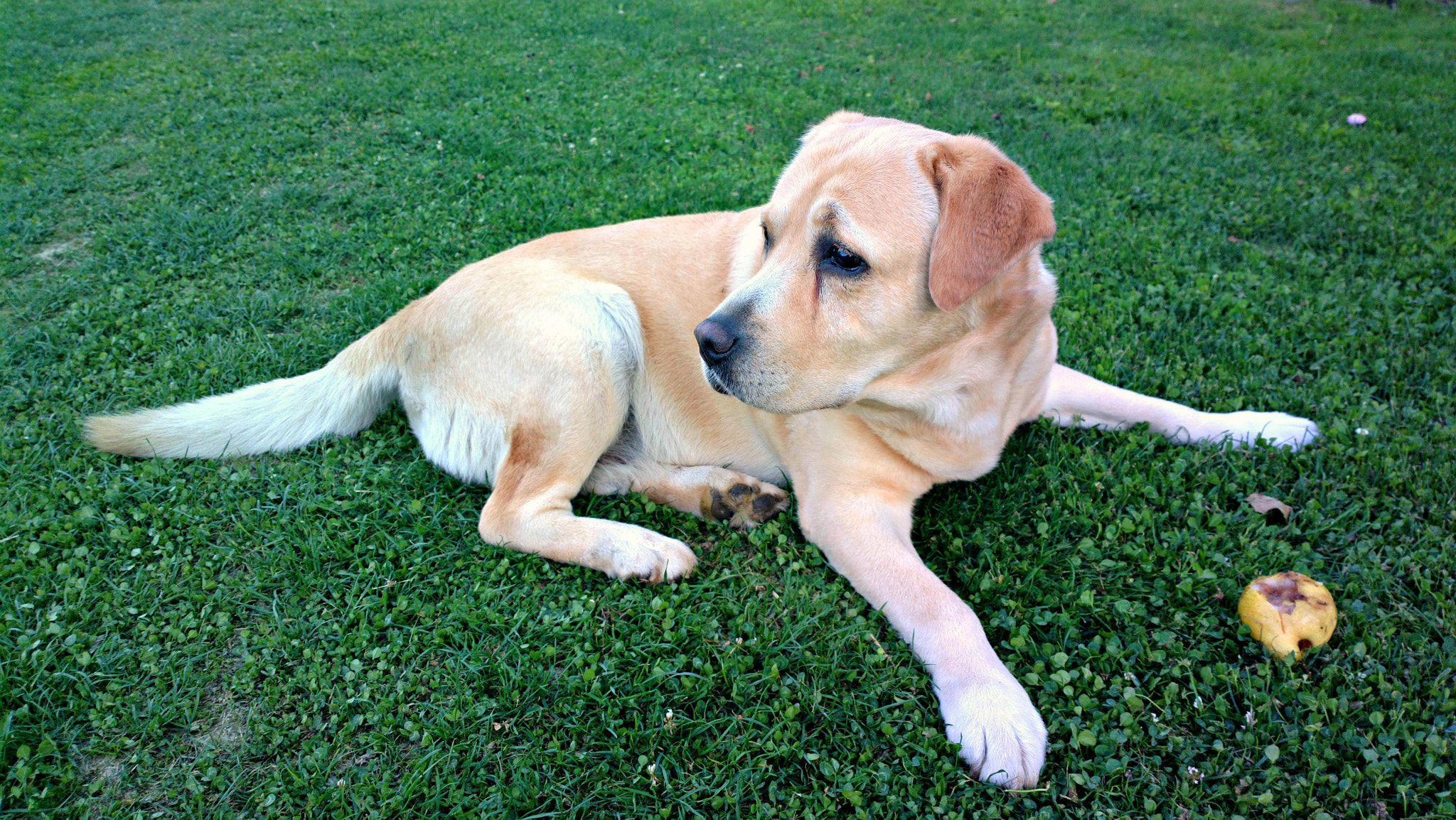 Nokia 808 PureView sample photo. Mr. frodo photography