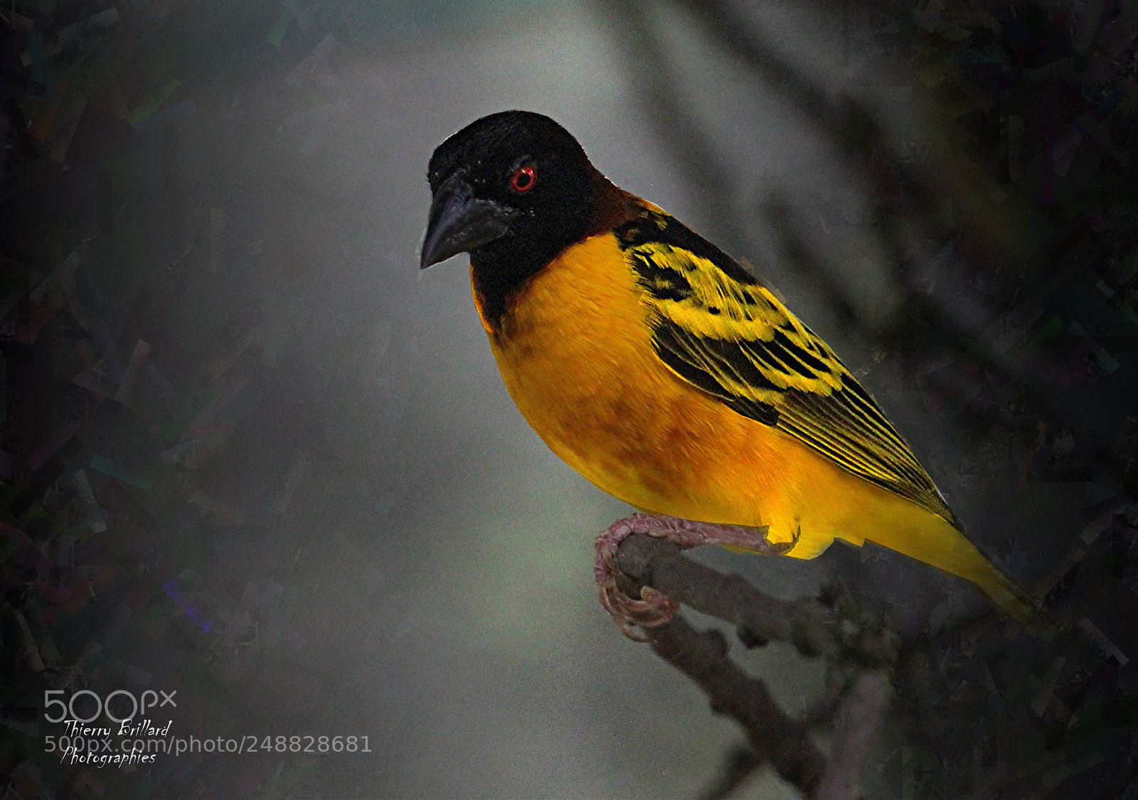 Canon EOS 600D (Rebel EOS T3i / EOS Kiss X5) sample photo. L'oiseau noir et jaune photography