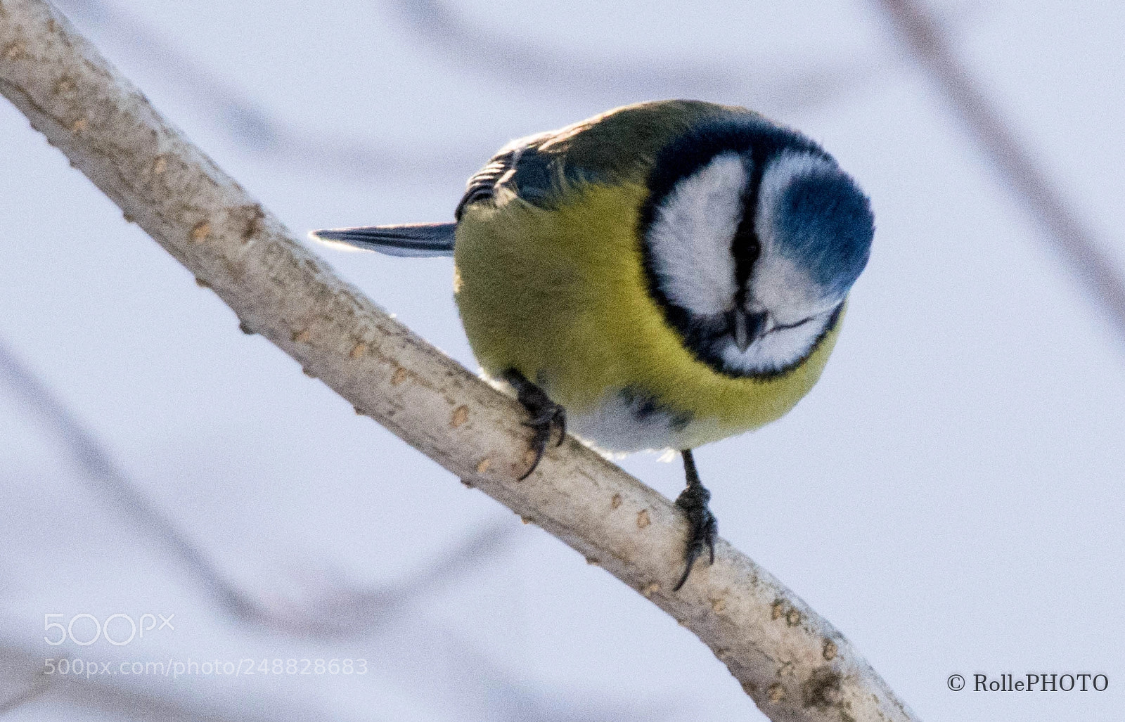 Nikon D7200 sample photo. Bluetit photography