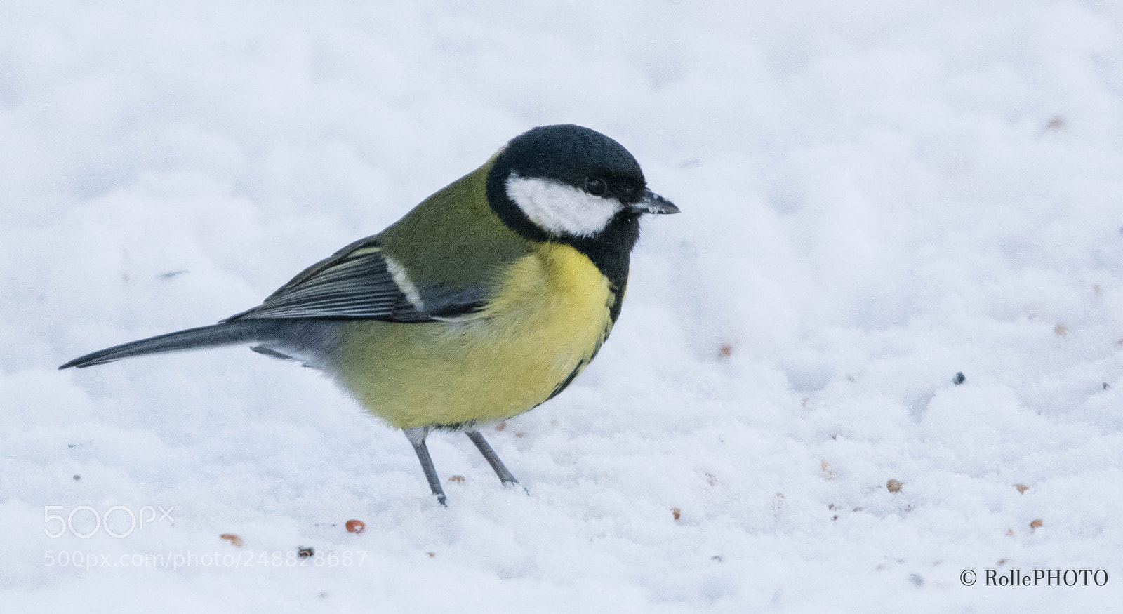 Nikon D7200 sample photo. Great tit photography
