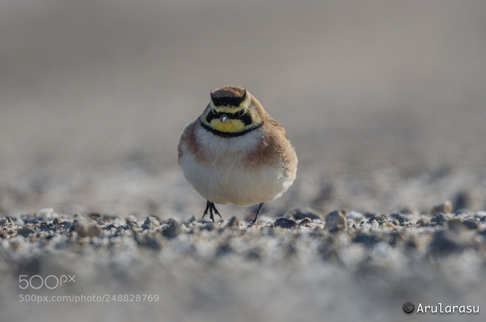 Nikon D7000 sample photo. Horned lark photography