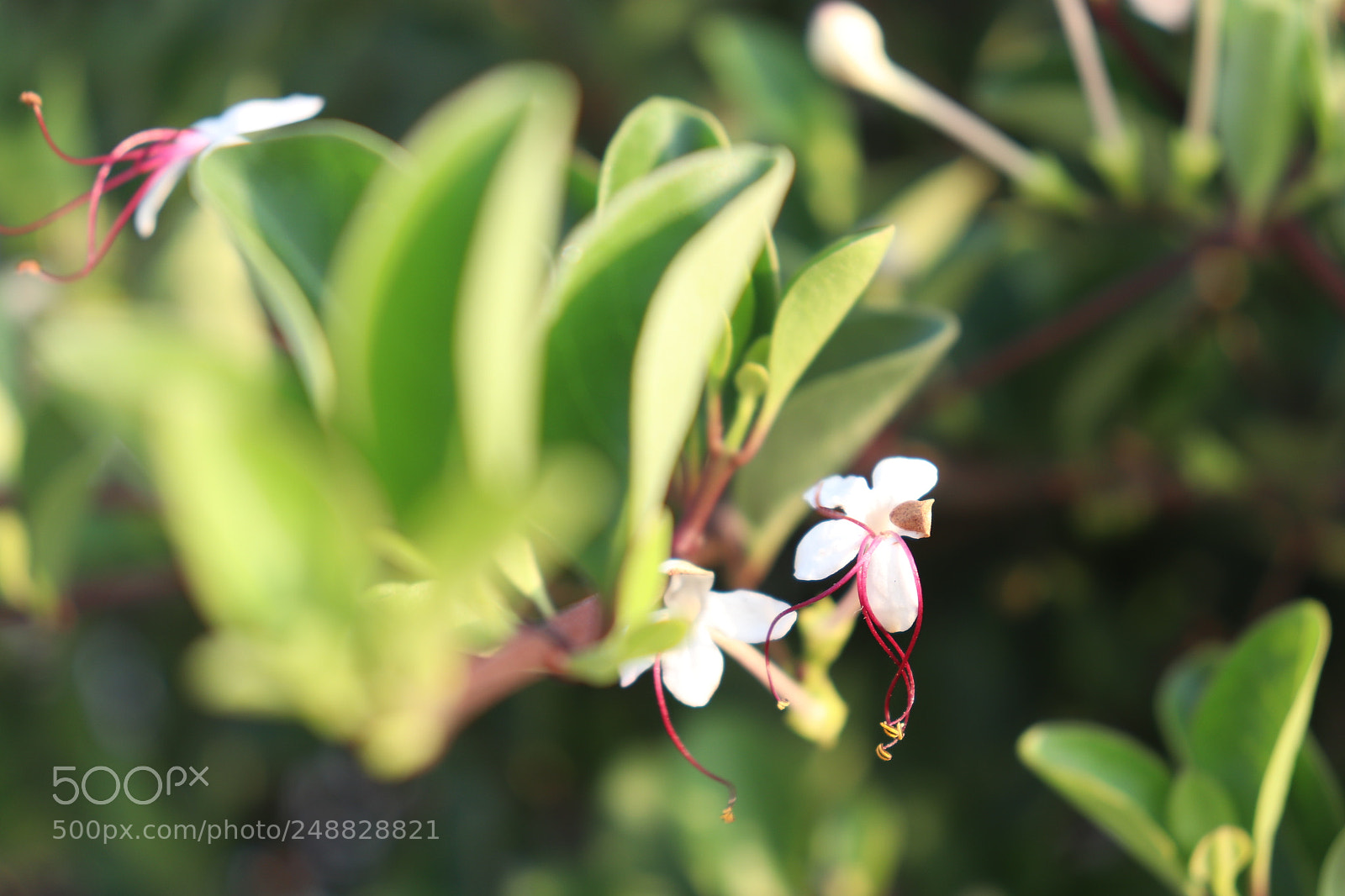 Canon EOS 800D (EOS Rebel T7i / EOS Kiss X9i) sample photo. Bloom! photography