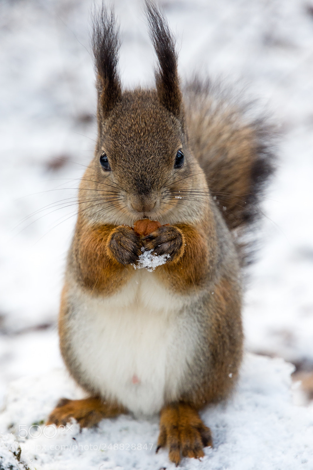 Nikon D7200 sample photo. Squirrel photography
