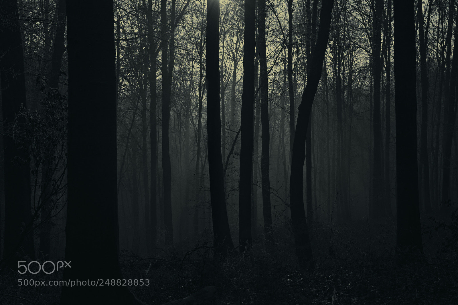 Nikon D7100 sample photo. Forest-dreams photography