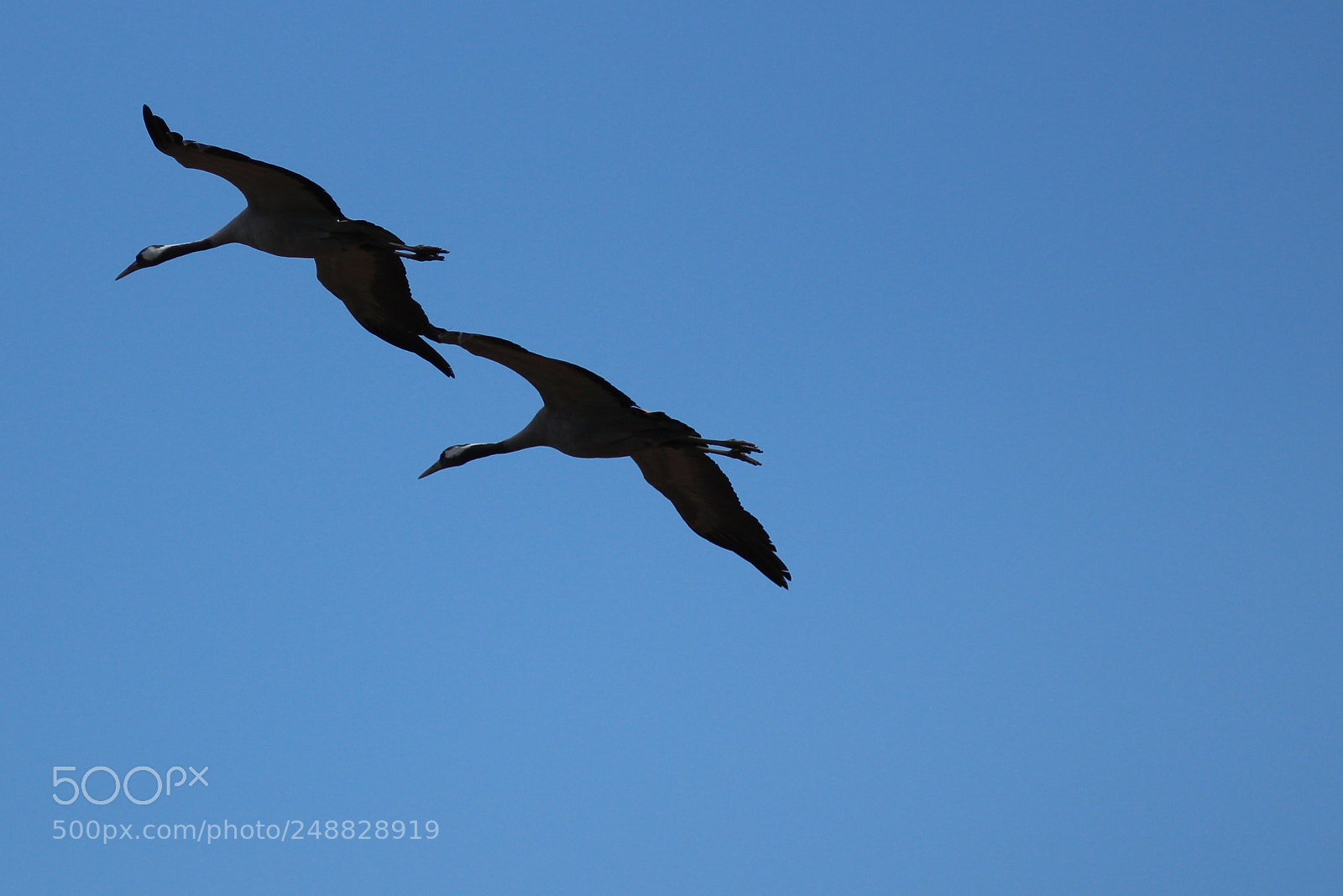 Canon EOS 700D (EOS Rebel T5i / EOS Kiss X7i) sample photo. Tight formation photography
