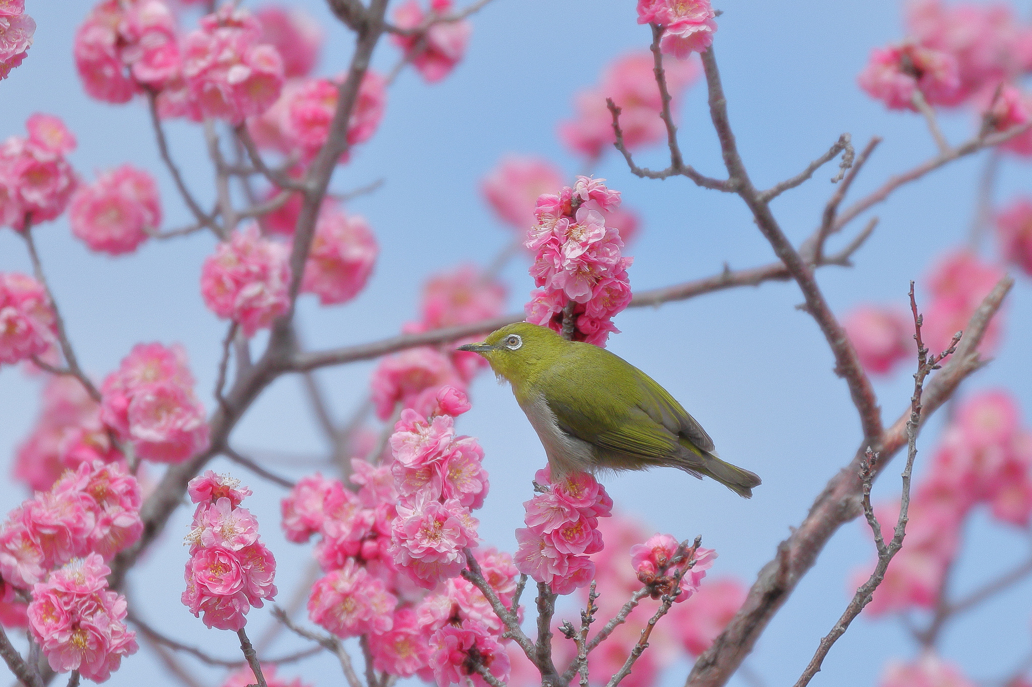Canon EOS 7D Mark II sample photo. メジロと八重梅 7i2a0440 photography